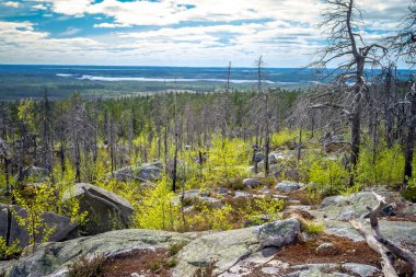 Dağın tepesinde, çorak araziden kuru çarpık ağaç. Rusya. Karelya. Orman ateşinden sonra vottovaara Dağı.