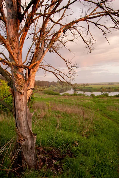 Uma árvore no fundo do rio ao pôr do sol na aldeia russa — Fotografia de Stock