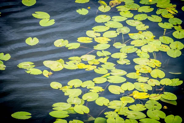 Lirios de agua en el lago — Foto de Stock