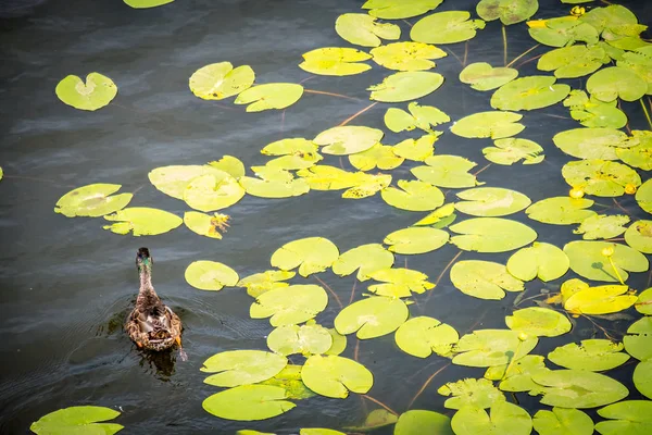 Pato nada a través de lirios de agua en el lago — Foto de Stock
