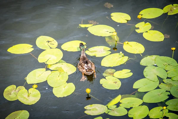Pato nada a través de lirios de agua en el lago — Foto de Stock