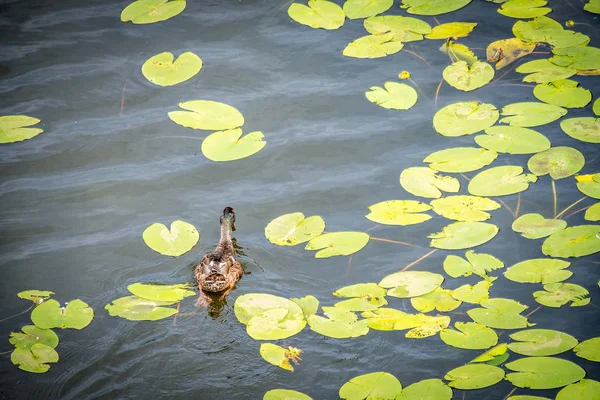 Pacífico pato negro nadando a través de algunos lirios de agua — Foto de Stock