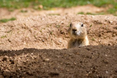 Siyah kuyruklu çayır gopher köpek