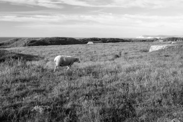 Pâturage de moutons dans un champ au coucher du soleil en France près de Boulogne-sur-Mer, sur la côte de la Manche " — Photo