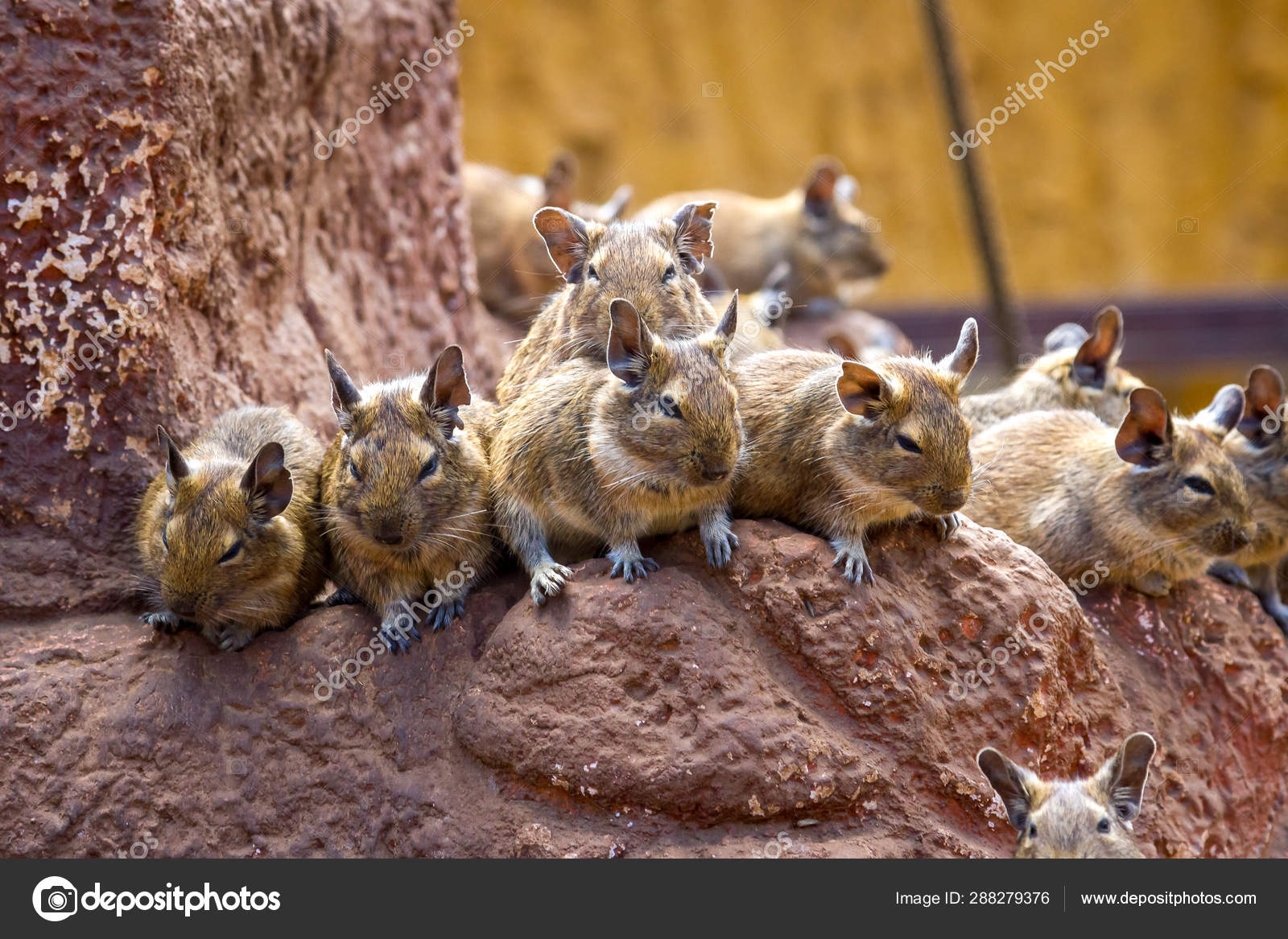 Several cute degu are sitting on a rock — Stock Photo © aoblov