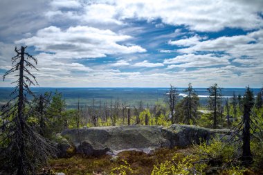 Dağın tepesinde, çorak araziden kuru çarpık ağaç. Rusya. Karelya. Orman ateşinden sonra vottovaara Dağı.