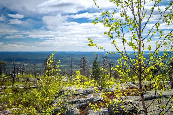 Dry crooked tree in the wasteland on the top of the mountain. Russia. Karelia. Vottovaara mountain after the wildfire.