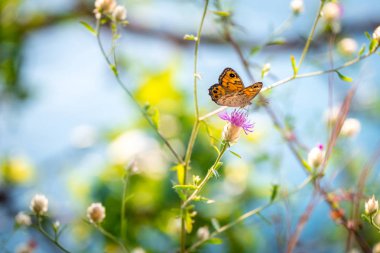 Yonca ve kelebek yabani çiçekler güneş ışığı ışınları doğada bir çayır