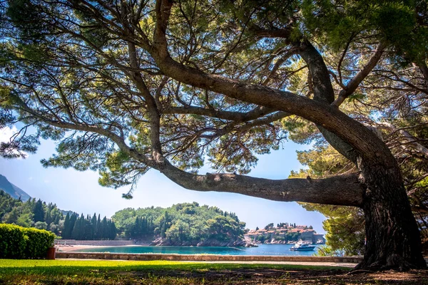 Gran conífera cerca de la isla de Sveti Stefan y la playa de Milocer en Montenegro — Foto de Stock