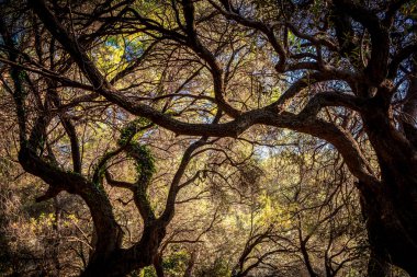 Milocer plajı yakınlarındaki Karadağ'da çam ormanı