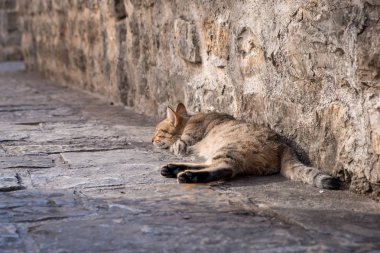 Budva Karadağ'ın Eski Kent'inde kaldırımda uyuyan sevimli kedi