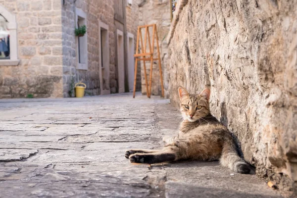 Cute cat sleeping on the pavement in Old Town of Budva Montenegro Royalty Free Stock Photos
