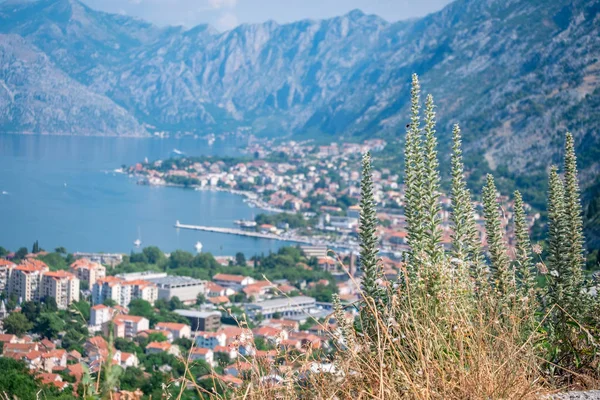 Panoramic view on Kotor bay, Montenegro. — Stock Photo, Image