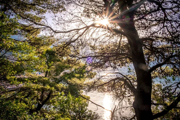 Blue sea with sun reflections trough the trees at sunrise — Stock Photo, Image