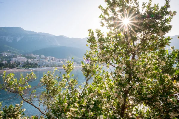 Vista da praia de Becici através de uma árvore com flores ao sol da manhã. Amigo. Montenegro — Fotografia de Stock