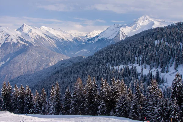 Δάσος κωνοφόρων στο χιονοδρομικό θέρετρο Zillertal Arena. Τιρόλο Mayrhofen στην Αυστρία τις χειμερινές Άλπεις — Φωτογραφία Αρχείου