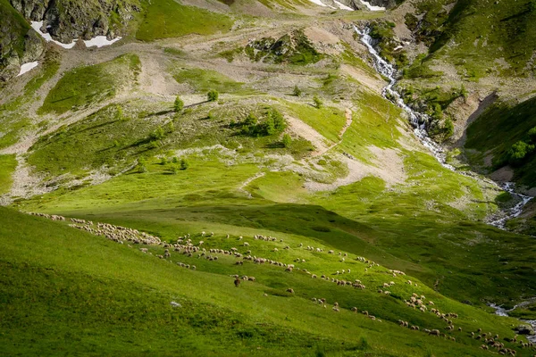 French alps with flock of sheep near La Grave in summer. alpine meadows in france — Stock Photo, Image