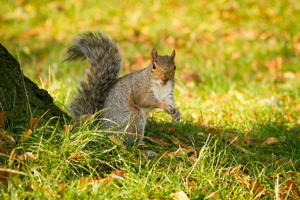 Leuke grijze eekhoorn in het park — Stockfoto