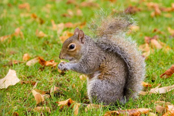 Leuke grijze eekhoorn in het park — Stockfoto