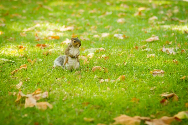 Niedliches Grauhörnchen im Park — Stockfoto