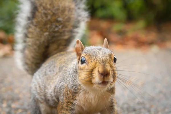 Leuke grijze eekhoorn in het park — Stockfoto
