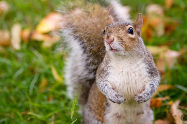 Leuke grijze eekhoorn in het park — Stockfoto