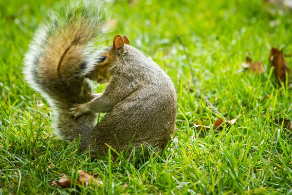 Leuke grijze eekhoorn in het park Stockfoto
