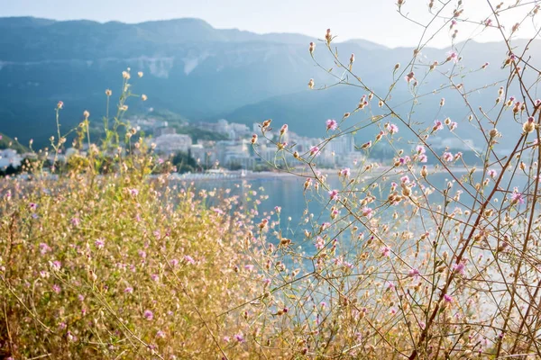 Крупним планом трава з квітами з морем на фоні — стокове фото