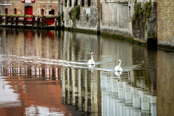 Twee witte zwanen zwemmen langs een gracht in Brugge België — Stockfoto