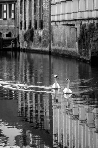 Two white swans swim along a canal in Bruges Belgium — Stock Photo, Image