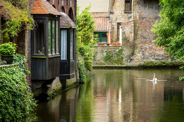 Casa en el agua y un cisne flotante en Brujas, Bélgica — Foto de Stock