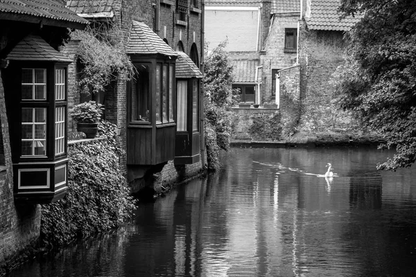 House on the water and a floating swan in Bruges, Belgium — Stock Photo, Image