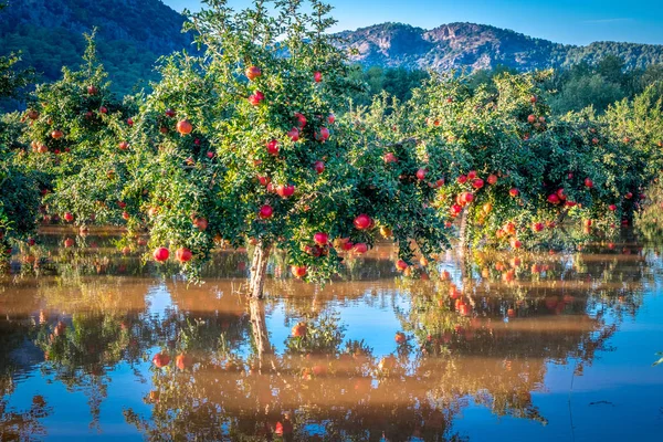 Turkey Pomegranates Garden in water after rain — Stock Photo, Image