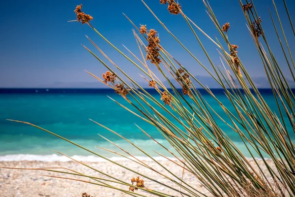 Milli Park, Dilek National Park, Kusadasi, Turkey. Close-up Grass on a background of the sea — Stock Photo, Image