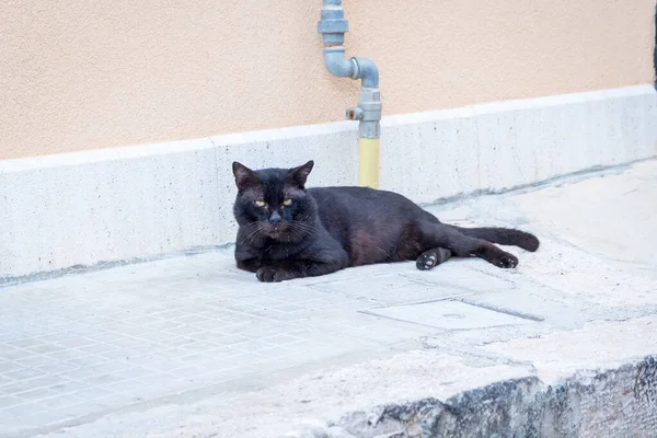 Czarny Kot leżący na ulicy — Zdjęcie stockowe