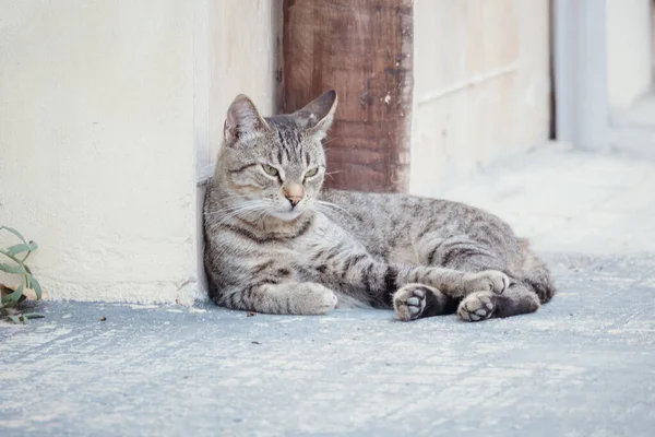 Szary kot leżący na ulicy — Zdjęcie stockowe
