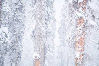 Şiddetli bir kar yağışı sonrası orman. Kış manzarası.