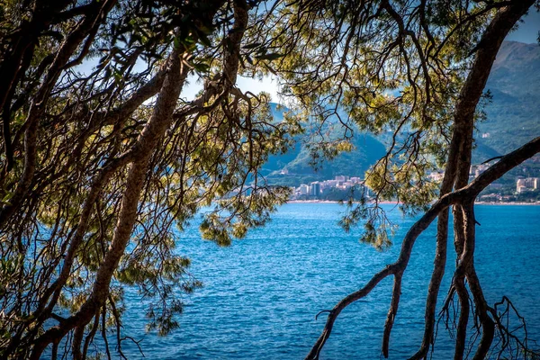 Vista da praia de Milocer através de árvores e grama ao nascer do sol. Ramos de coníferas fecham. Amigo. Montenegro — Fotografia de Stock