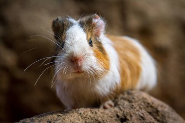 Kahverengi kobay taşların üzerine bakıyor.