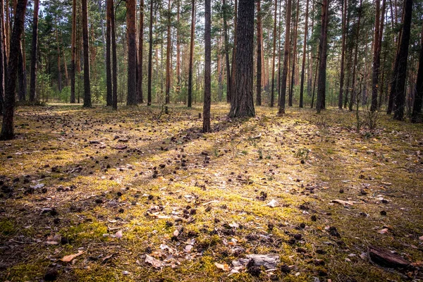 Pine Forest Last Sun Shining Trees Park Russia Vladimir City — Stock Photo, Image