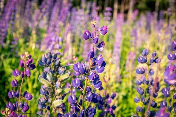 Lupinus Lupin Vlčí Pole Růžovými Purpurovými Modrými Květy Bunch Lupines — Stock fotografie