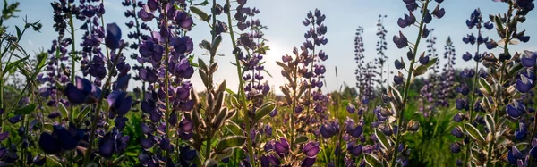 Lupinus Lupin Vlčí Pole Růžovými Purpurovými Modrými Květy Bunch Lupines — Stock fotografie