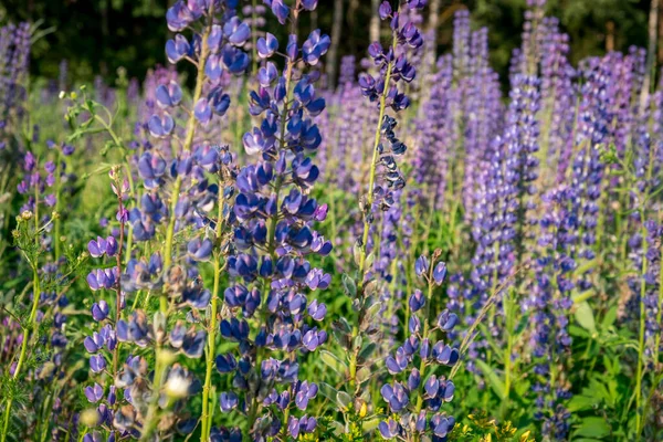 Lupinus Lupine Lupinenfeld Mit Rosa Lila Und Blauen Blüten Bündel — Stockfoto