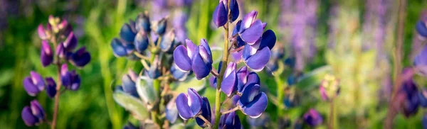 Lupin Lupin Champ Lupin Avec Des Fleurs Roses Violettes Bleues — Photo