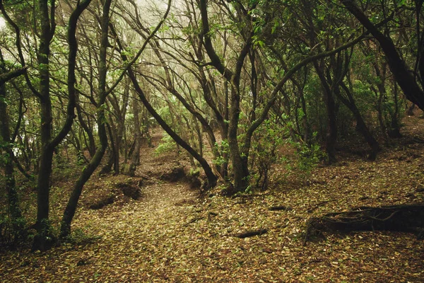 Anaga Relict Forest Cerca Del Pueblo Taganana Tenerife España — Foto de Stock