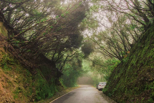 Anaga Relict Forest Cerca Del Pueblo Taganana Tenerife España — Foto de Stock