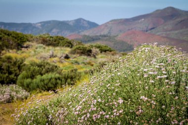Arka planda Teide Dağı (Pico del Teide) ile Teide Ulusal Parkı 'nın güzel manzarası - Santa Cruz de Tenerife, Canary Adası - İspanya