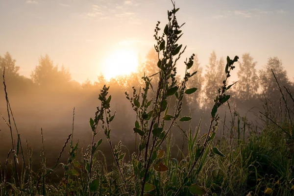 Siluet çimen çiçeği ve rengarenk gökyüzü arkaplanda yükselen siste