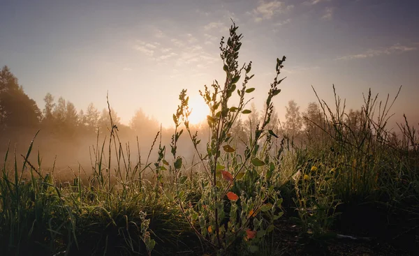 Siluet çimen çiçeği ve rengarenk gökyüzü arkaplanda yükselen siste