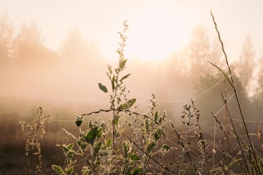 Siluet çimen çiçeği ve rengarenk gökyüzü arkaplanda yükselen siste